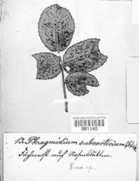 Phragmidium mucronatum image